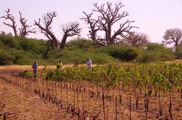 Nguékhokh : les premières bouteilles de vin made in Sénégal, bientôt sur le marché
