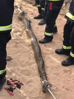 Keur Massar: Les sapeurs-pompiers neutralisent un serpent de 3 mètres (Photos)