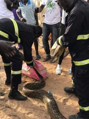Keur Massar: Les sapeurs-pompiers neutralisent un serpent de 3 mètres (Photos) Keur Massar: Les sapeurs-pompiers neutralisent un serpent de 3 mètres (Photos)
