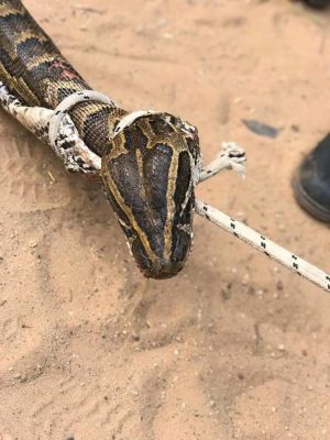 Keur Massar: Les sapeurs-pompiers neutralisent un serpent de 3 mètres (Photos)