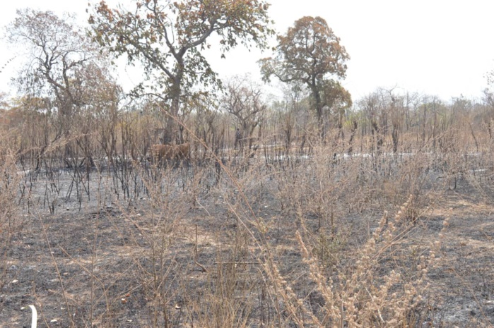 PHOTOS - Les terribles images de l'incendie qui a ravagé Thiancoun Malal