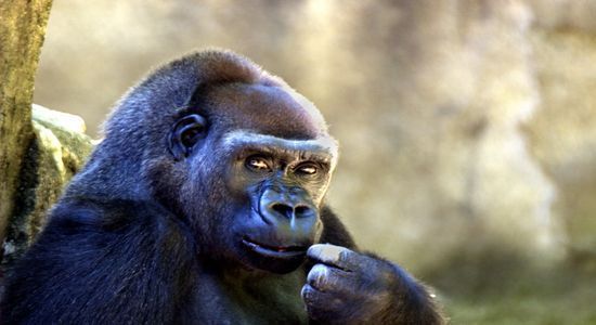 Exclusif : Six couples de gorilles à 30 millions de F CFA : L'ex-PM Souleymane Ndéné décroche la palme de l'insolence
