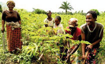 Les femmes arrivent et les « familles » explosent !