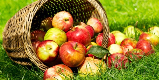 Trop de cholestérol ? Passez à deux pommes par jour