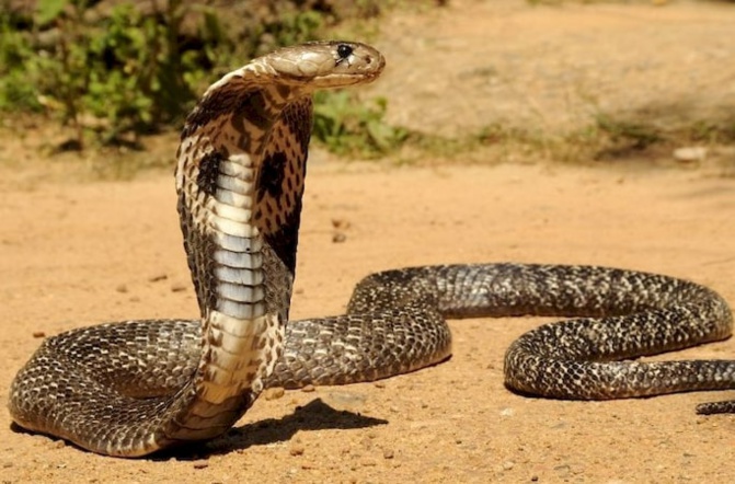 Sédhiou: Mamadou Diang Diallo, frère du correspondant de DMédia mortellement mordu par un serpent