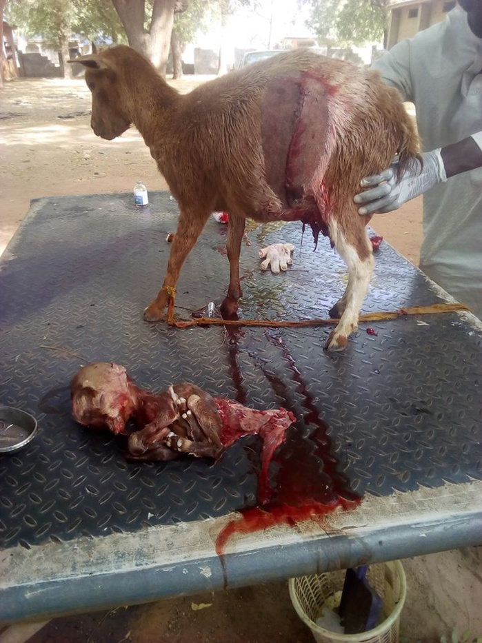 Nigéria: Une chèvre donne naissance à un petit avec un crâne de forme humaine (photos)