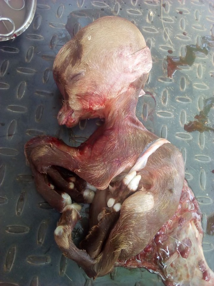 Nigéria: Une chèvre donne naissance à un petit avec un crâne de forme humaine (photos)