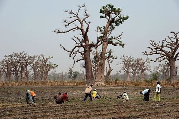 Hadjibou Soumaré, Moustapha Sourang, Khadim Guèye et Oumou Khaïry Guèye Seck spolient les terres des paysans de Notto Tassette
