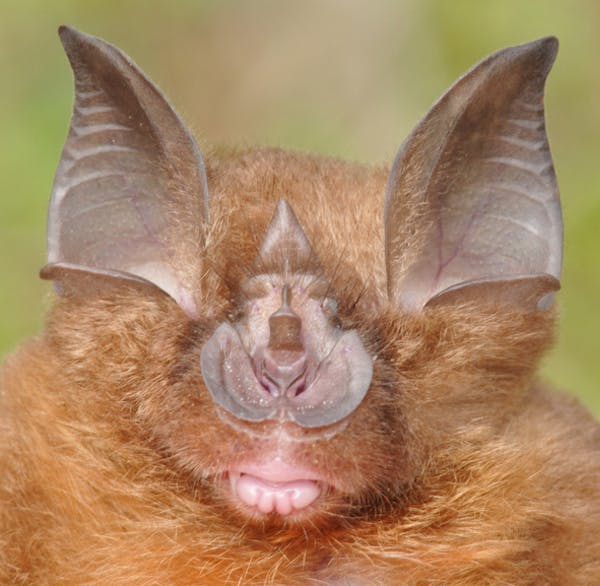 Chauve-souris, Rhinolophus affinis. Alexandre Hassanin, Author provided