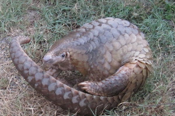 Un coronavirus provenant du pangolin pourrait être l'une des sources du virus Covid-19. Wildlife Alliance/Flickr, CC BY Un coronavirus provenant du pangolin pourrait être l'une des sources du virus Covid-19. Wildlife Alliance/Flickr, CC BY