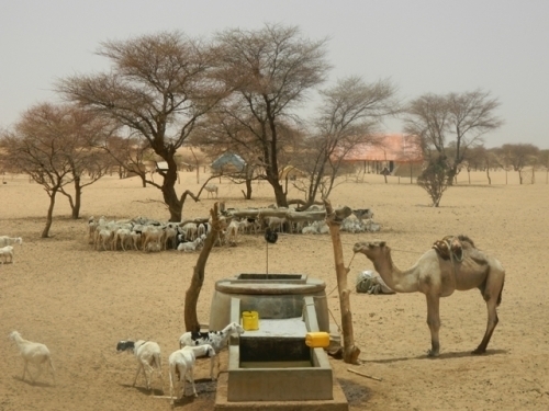 Mauritanie: Le bétail en quête de pâturages au Mali