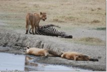 Faute d’espace vital : Des lions vagabonds en pleine capitale kenyane