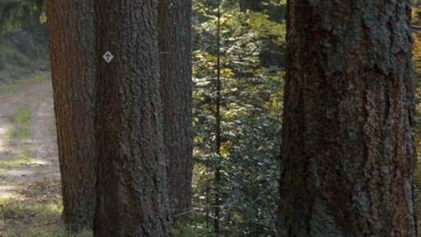 Une caméra cachée surprend les ébats sexuels d'un politicien en forêt