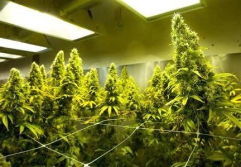 ELLE ÉLÈVE SON FILS GRÂCE AU CANNABIS !