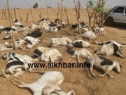Hodh El-Charghi: 600 têtes de caprins déclarées mortes suite aux pluies