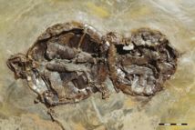 Des tortues fossilisées en pleine copulation