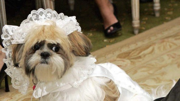 LE MARIAGE ANIMALIER LE PLUS CHER DU MONDE