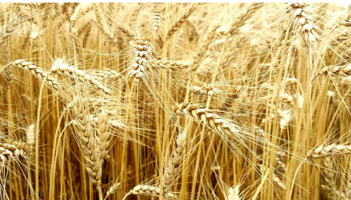 Covid-19 : La Russie annonce la suspension de ses exportations de céréales jusqu’à juillet