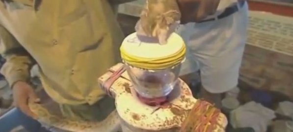 Le venin d'un serpent transforme le sang en ‘confiture’(vidéo) 
