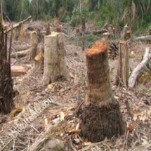 Djoloff: l’ampleur de la déforestation, décourage les populations de la localité