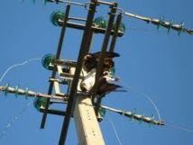 Centrale électrique de Mbacké : Un agent électrocuté, deux autres blessés