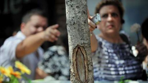 Une foule vénère un arbre où certains ont "vu la vierge"