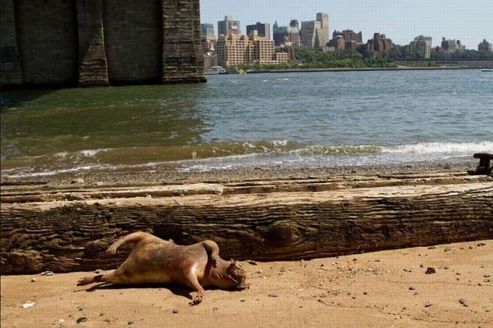 Le mystérieux monstre de Manhattan