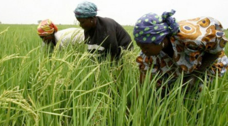 Compétitivité dans la culture du riz : Le Sénégal plus performant que la Thaïlande