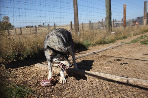 En Louisiane, des loups formés pour garder une prison d'État