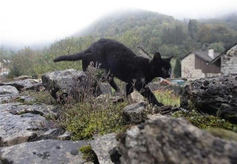 Un chat passeur de drogue!