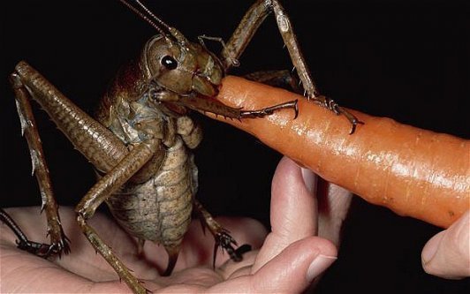 Le plus gros insecte du monde !