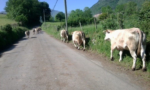 VIDEO – Saint Louis : Un camion fou tue plusieurs vaches, les bergers menacent de décapiter les chauffards