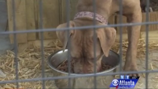 Garçon de 19 ans filmé pendant qu'il viole des Pitbulls!