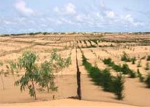 Besoins de 1200 plantes pour reboiser 12 établissements sociocommunautaires à Lambaye