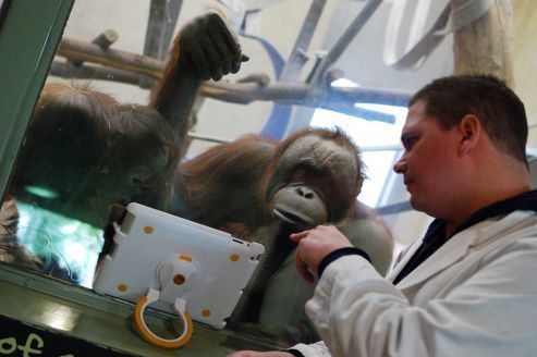 À Toronto, les orangs-outans sont devenus accros à l'iPad