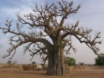 [Vidéo] Rufisque: L'effondrement d'un baobab fait des blessés