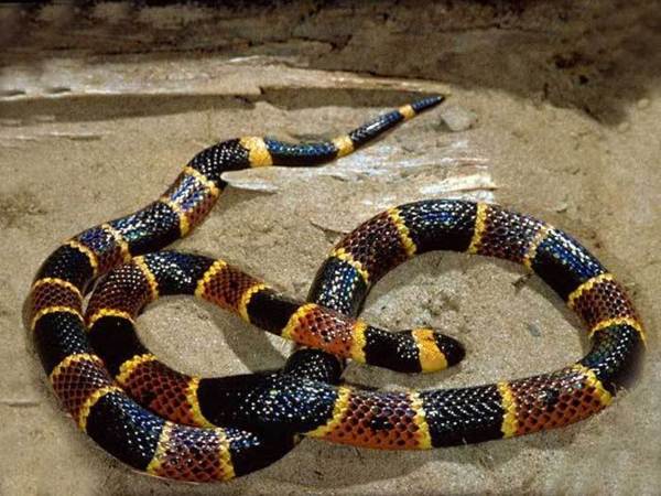 Fausse alerte sur la présence d’un serpent devant Sorano