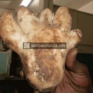 Découverte mystérieuse à Tambacounda : Un navet aux allures d’une main
