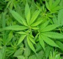 Baisse de la consommation de drogue dure : le cannabis en roue libre au Sénégal