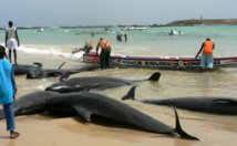 Thiès : Une grosse baleine s’échoue à Kayar
