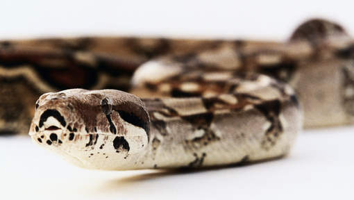 Le venin des serpents, un espoir contre le cancer