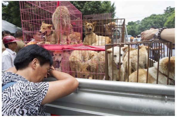 Le festival de la viande de chien, Yulin, a ouvert en Chine malgré le coronavirus