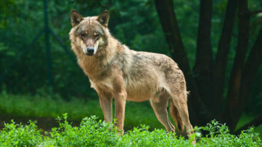 Un loup tue un enfant de cinq ans en Irak