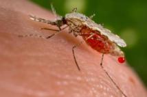 Lutte contre le paludisme : La guerre en passe d'être gagnée ?