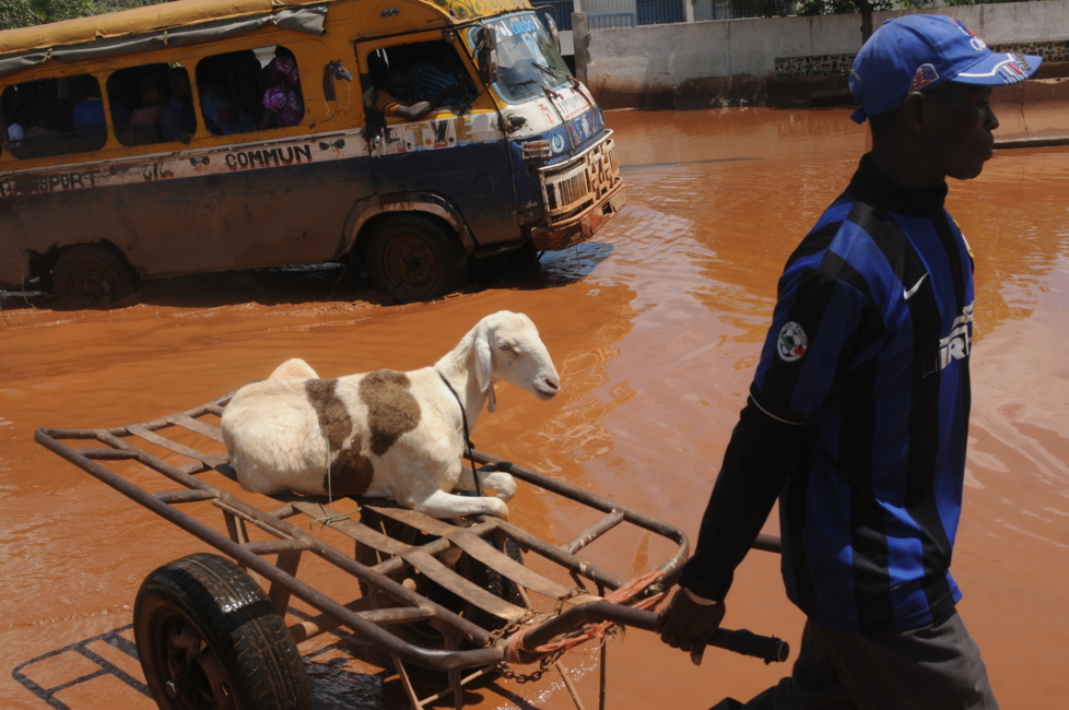 A Dakar, même les moutons ne sont pas à l'abris des inondations!