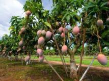 La filière mangue menacée par les maladies phytosanitaires