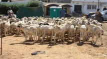 Effets collatéraux de la crise malienne : Une dizaine de camions chargés de moutons bloqués à Bamako