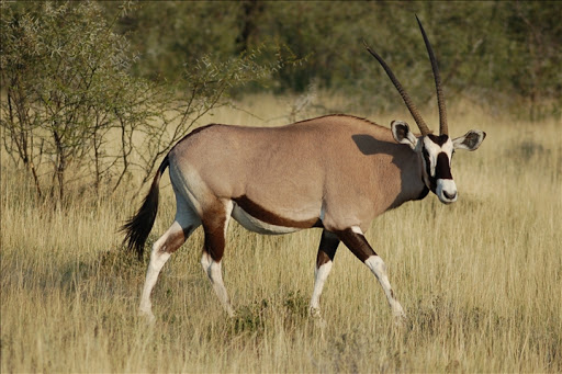 Ruée vers les gazelles: Entre le protocole "Kilim", le fétichisme et des affaires de gros sous