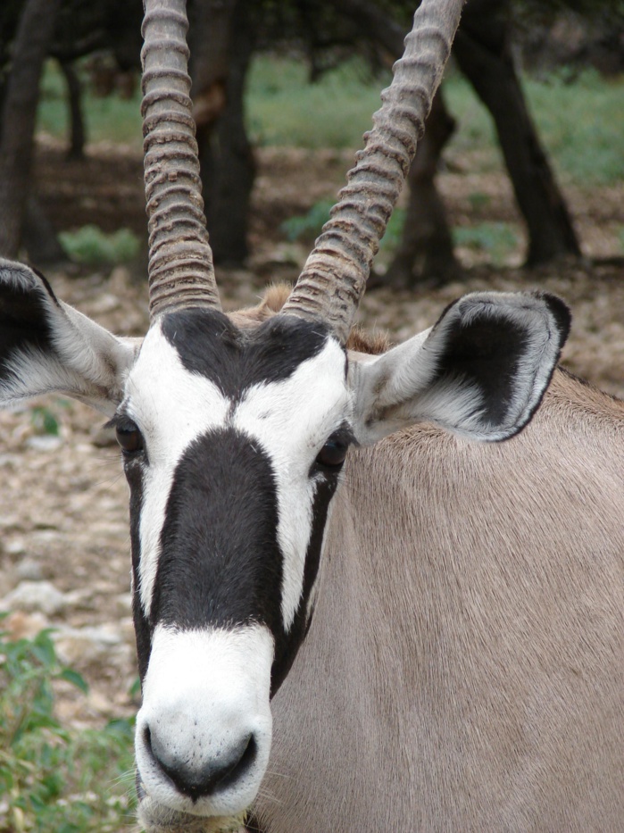 La gazelle, "un fétiche doux", selon un guérisseur