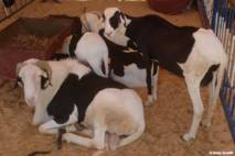 Approvisionnement en moutons : le MAC/authentique appelle à corriger "certains manquements"